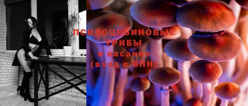 Псилоцибиновые грибы Psilocybe  Белогорск 